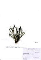 藏品(Bryopsis maxima Okamura)的圖片